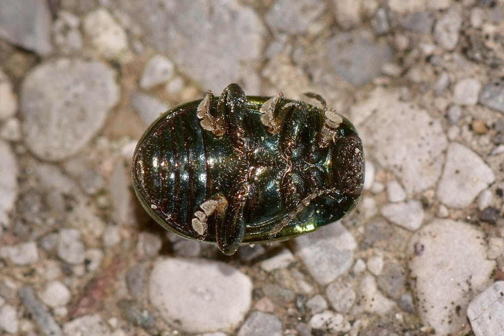 Chrysolina hyperici? S.